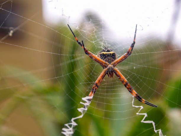 istock Macro photography of a silver argiope spider on its web 1306377775