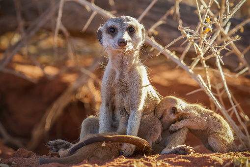 A mother meerkat suckling her two pups one late afternoon at Tswalu Private Game Reserve, South Africa.