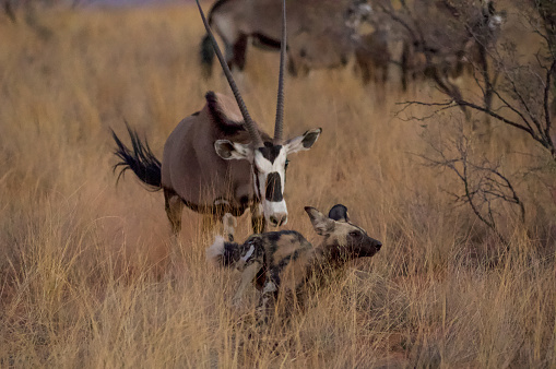 After being teased by a small pack of African wild dogs, this oryx had enough and chased the dogs away. Tswalu Private Game Reserve, South Africa.