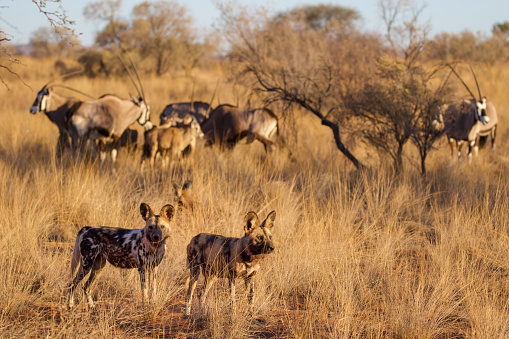 A herd of oryx look on as a small pack of African wild dogs forage through the desert on a hunt in the late afternoon. Tswalu Private Game Reserve, South Africa.
