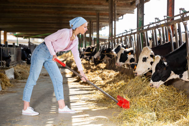 istock Female farmer working in cowshed 1306378798