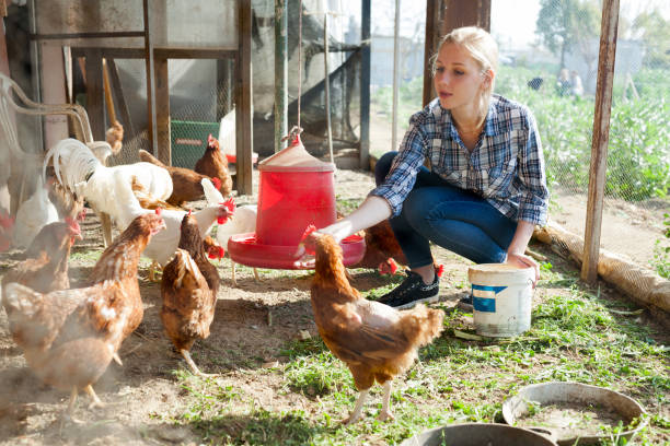 istock Smiling girl farmer feeding chicken from bucket with seed 1306378904