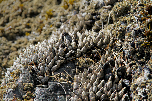Gooseneck barnacles on the rocky shore of Tofino, Canada.