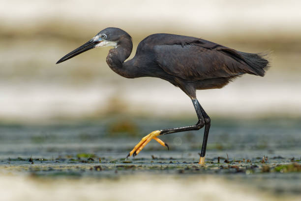 dimorpher reiher - egretta dimorpha reiher gefunden in komoren, kenia, madagaskar, seychellen, tansania, unterart des westlichen riffreiher oder der kleine reiher, weißer oder grauer schwarzer vogel mit gelben füßen im meer. - egret water bird wildlife nature stock-fotos und bilder