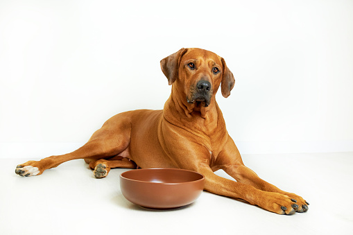 Rhodesian ridgeback dog and food bowl