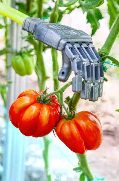 istock Robot manipulator collects tomatoes in the greenhouse 1306380990