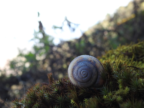 A macro close-up of a snail in nature.