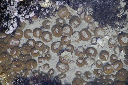 Sea anemones off the west coast of Vancouver Island.