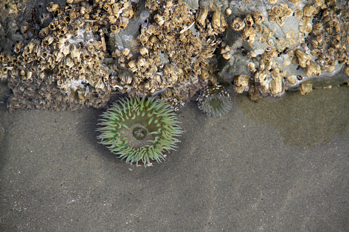 Sea anemones off the west coast of Vancouver Island.