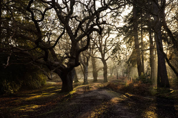 istock New Forest National Park - Forest In The Mist Series 1306381485