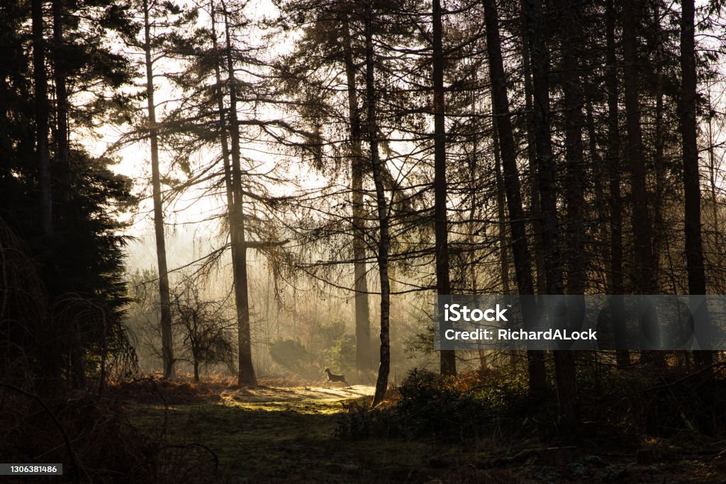 New Forest National Park - Forest In The Mist Series This image is part of a collection showcasing the magical beauty of the Woodlands and Heathlands of New Forest National Park in Misty conditions. Deer Stock Photo