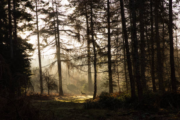 национальный парк нью-форест - лес в тумане серии - woodland trail woods forest footpath стоковые фото и изображения