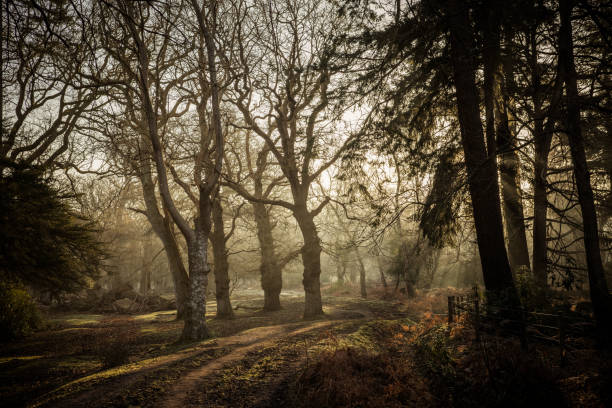 istock New Forest National Park - Forest In The Mist Series 1306382570
