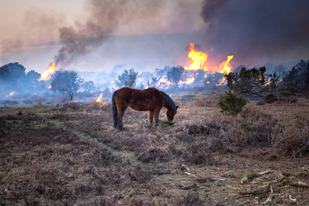 New Forest Pony Series - Controlled Burning The image is part of a series of images of the wild ponies that roam freely in the New Forest National Park, Hampshire, UK. This image shows a pony feeding surrounded by flames as part of the New Forest ongoing management program called 'controlled burning' No harm comes to the animals from this process. new forest photos stock pictures, royalty-free photos & images