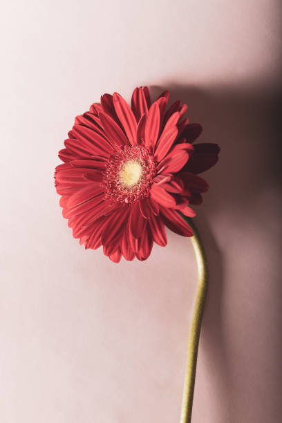 istock Fresh gerbera flower in soft pastel tones.  Red gerbera. Top view. Background and texture. 1306383353
