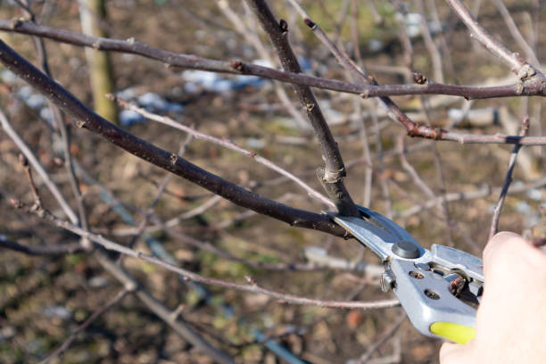 istock Pruning apple tree in orchard. A apple orchard in the sun on a blue sky day. 1306383650