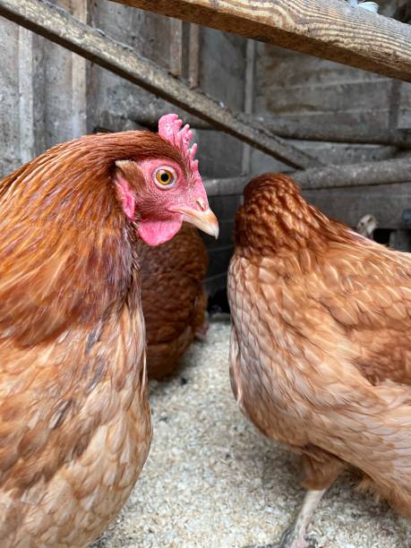 istock Brown chicken rescue hen 1306383760