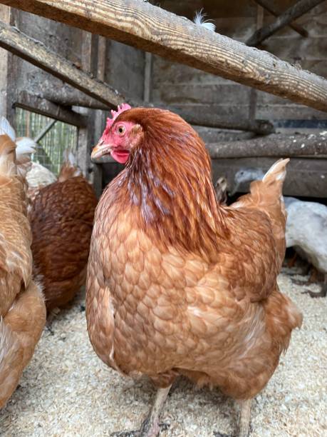 istock Brown chicken rescue hen 1306383761