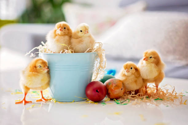 istock Cute little newborn chicks in a bucket and easter eggs 1306384023