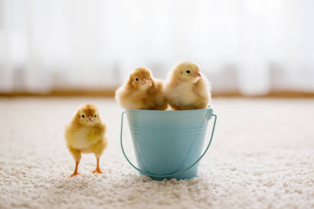 istock Cute little newborn chicks in buckets 1306384034