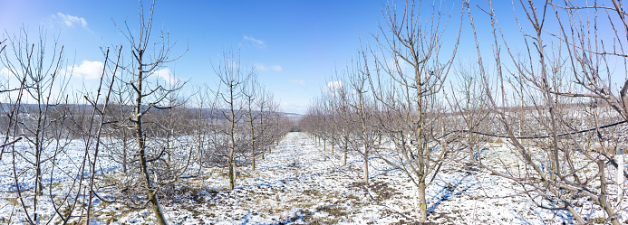 A apple orchard in the sun on a blue sky day