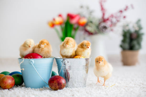 istock Cute little newborn chicks in a bucket and easter eggs 1306384724