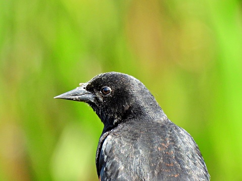 Red-winged Blackbird profile