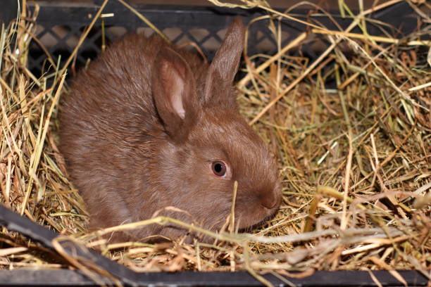 istock The little rabbit sits in open box with hay. 1306386785