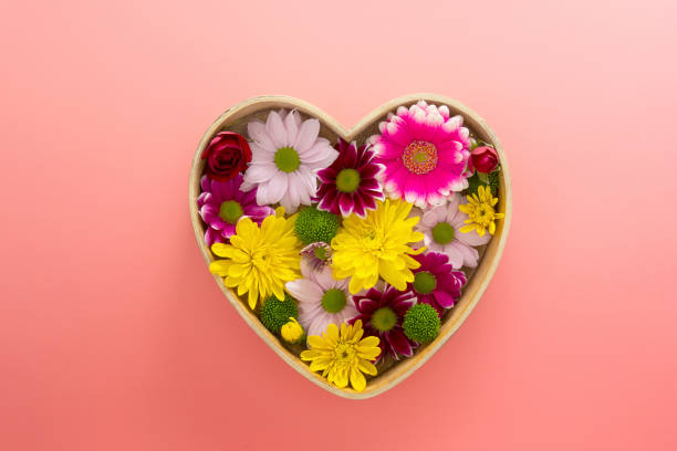 istock Colorful Chrysanthemum flowrs in heart shaped box. Floral composition, greeting card template, pink background. 1306387664
