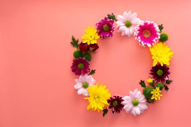 istock Colorful round flower composition on pink background. Pink and white Chrysanthemum. 1306387671