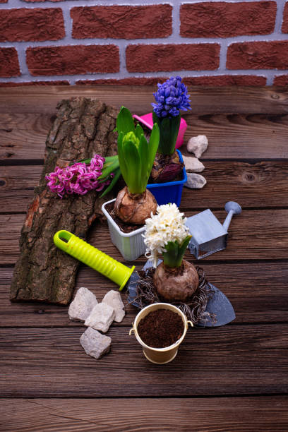 istock Spring gardening concept with blooming flowers 1306388511