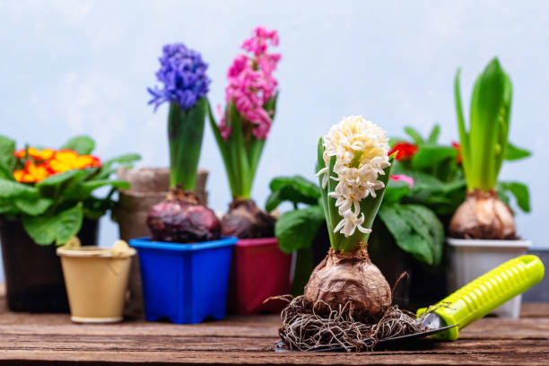 istock Spring gardening concept with blooming flowers 1306388514