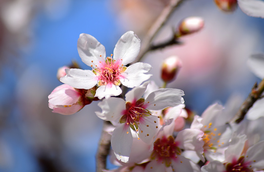 Cherry flowers blooming, studio shot...