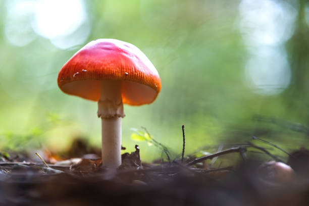 istock Red fly agaric poisonous mushroom growing in autumn forest. 1306389441