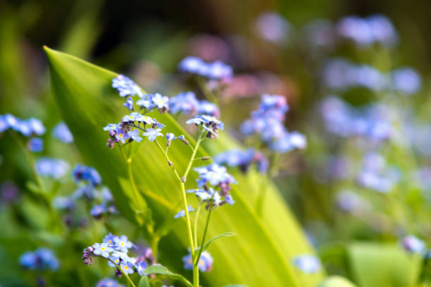 Small violet flowers blooming in spring garden.