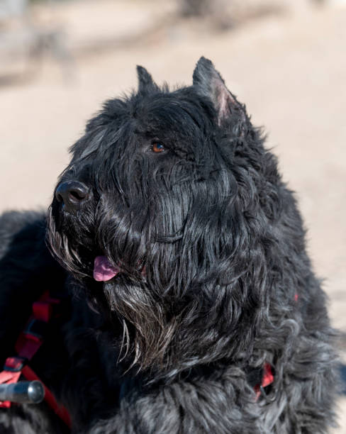 istock Close up head shot of a Bouvier Dog 1306390252