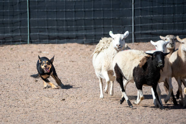 istock Black and tan Kelpie dog herding sheep 1306390270