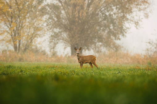 Young deer standing on foggy meadow.