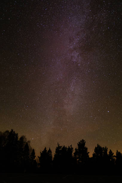 istock Night sky with stars and tree tops silhouettes 1306392181