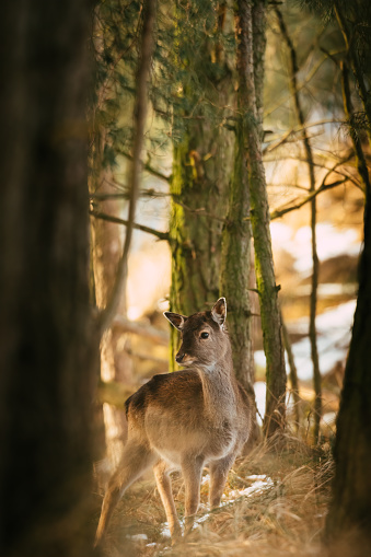 Deer looking at camera, hidding between tress.