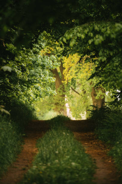 istock Idyllic footpath surrounded by trees, covered in golden sunlight 1306392283