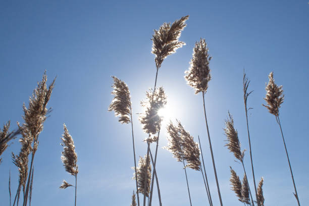 Sun shining through tufts of reeds, with a clear blu sky.
