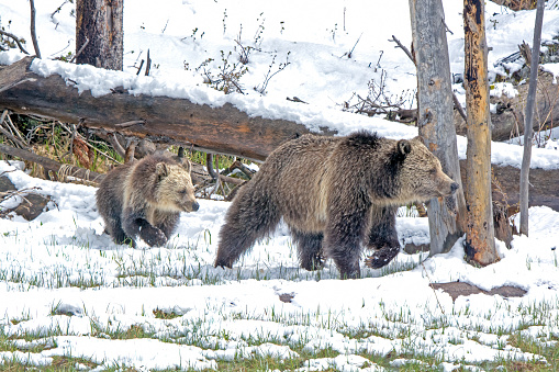 Grizzly bear and cub moving to an alternate feeding area after a long nap in snow covered meadow in Yellowstone National Park, USA.