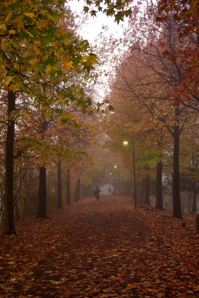 istock Foggy path in autumn in Tokyo 1306394757