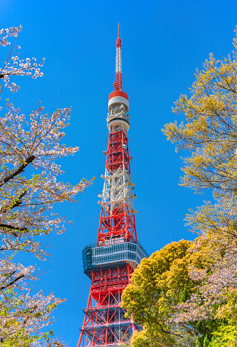 tokyo, japan - april 13 2020: Sightseeing landmark Tokyo tower called also Nippon denpat or Japan Radio Tower towering between the cherry blossoms branches of the Shiba-koen park of Minato city.