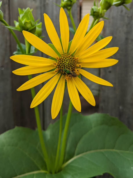 istock Green Bee on a Cup Plant Flower in the summer 1306395244