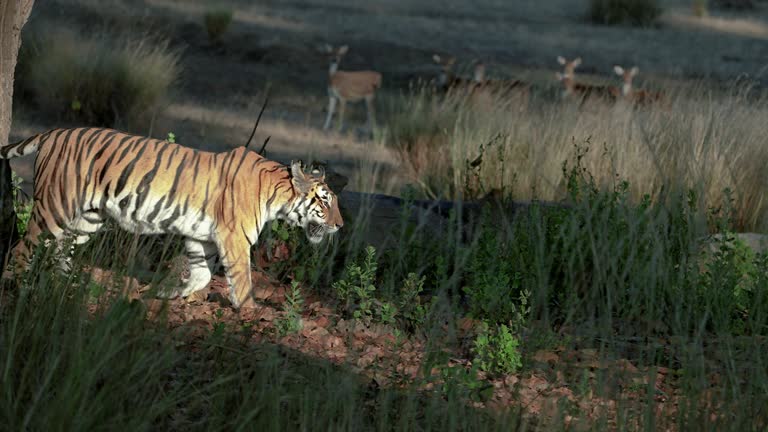 A beautiful bengal tiger trying to hunt a spotted deer in slow motion