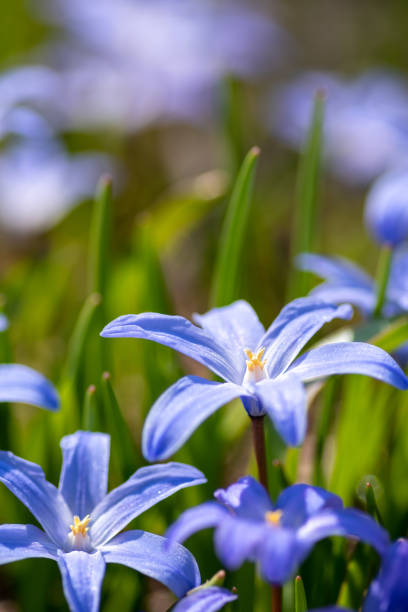 봄 정원에서 피는 보라색 치오노독사 - chionodoxa 뉴스 ��사진 이미지