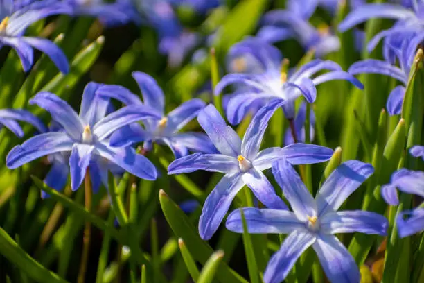 Purple Chionodoxa blooming in a spring garden