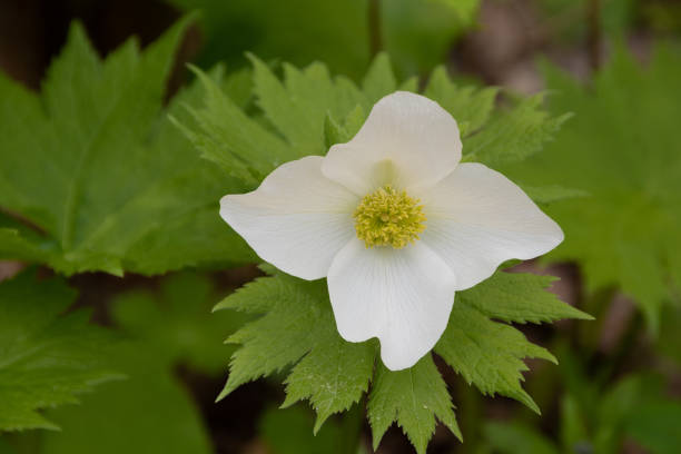 istock Beautiful white flower blooming in spring mountains 1306396822